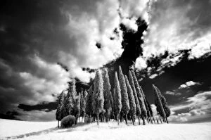 Dramatic Skies Collection: Infrared image of a group of cypress trees near San Quirico d Orcia