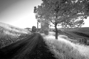 Photographic Techniques Prints: Infrared image of trees and country road, San Quirico d Orcia, Tuscany, Italy, Europe