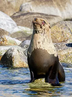 Saltwater Prints: Injured female California sea lion rests by the rocky shoreline in Puerto Refugio