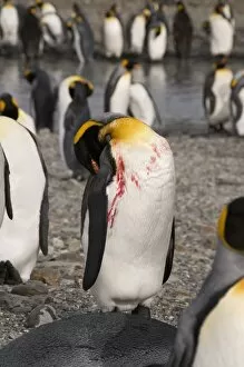 Injured king penguin, St. Andrews Bay, South Georgia, South Atlantic