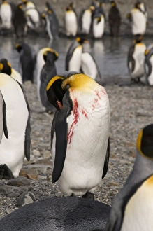 Injured king penguin, St. Andrews Bay, South Georgia, South Atlantic Injured king penguin, St. Andrews Bay, South Georgia, South Atlantic