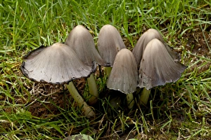 Fungus Prints: Inky cap (Coprinopsis atramentaria), Wasilla, Alaska, United States of America