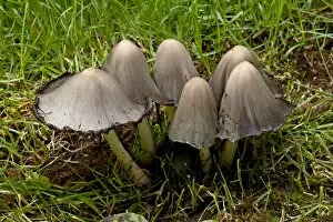 Images Dated 18th August 2009: Inky cap (Coprinopsis atramentaria), Wasilla, Alaska, United States of America