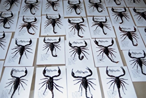 Factories Prints: Insect factory