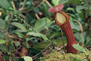 Pitcher Plant Prints: Insectivorous Pitcher plant, Borneo, Asia