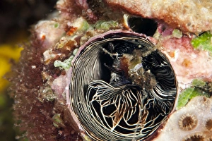 Bizarre Prints: Inside of a tube worm, Komodo, Indonesia, Southeast Asia, Asia