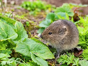 Alaska Prints: Insular vole Microtus abbreviatus forages among plants on Saint Mathew Island in Alaska