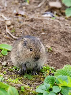 Alaska Prints: Insular vole seen foraging on Saint Mathew Island in the Bering Sea