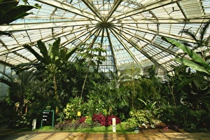 Phoenix Prints: Interior of hot house, Phoenix Parc Floral de Nice, Nice, Alpes Maritimes