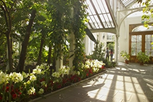 Kew Gardens Prints: Interior of the Temperate House, Kew Gardens, UNESCO World Heritage Site