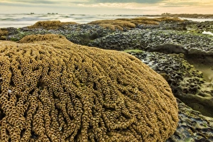 In The Wild Prints: Intertidal sand reef made by the sandcastle worm