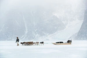 Large Group Of Animals Gallery: Inuit hunter walking his dog team on the sea ice in a snow storm, Greenland, Denmark