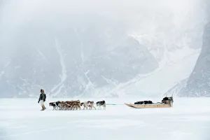 Togetherness Gallery: Inuit hunter walking his dog team on the sea ice in a snow storm, Greenland, Denmark