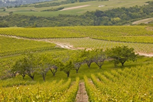 Copse Prints: Irancy, Burgundy, France, Europe