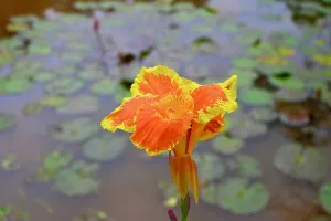 Hues Prints: Iris and lily pads on lake, Vietnam