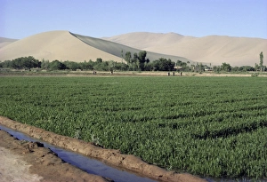 Produce Prints: Irrigated winter wheat, oasis in Gobi Desert, Gansu Province, China, Asia