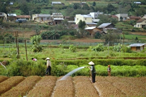 Da Lat Prints: Irrigating fields near Dalat