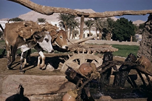Bullock Prints: Well for irrigating fields, Thebes, Egypt, North Africa, Africa
