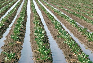 Irrigation Prints: Irrigation