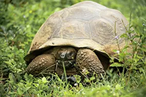 Giant Prints: Isabela Island Giant Tortoise (Chelonoidis niger vicina)