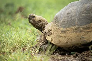 Awareness Prints: Isabela Island Giant Tortoise (Chelonoidis niger vicina)