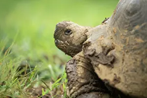Giant Prints: Isabela Island Giant Tortoise (Chelonoidis niger vicina)