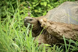 Giant Prints: Isabela Island Giant Tortoise (Chelonoidis niger vicina)