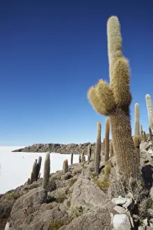 Isla del Pescado (Fish Island) on Salar de Uyuni (Salt Flats of Uyuni), Potosi Department, Bolivia, South America