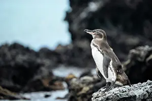 Ecuador Prints: Isla Isabela, Galapagos Islands, Ecuador