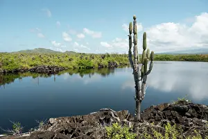 Guard Prints: Isla Isabela, Galapagos Islands, Ecuador