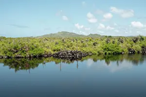Wetlands Prints: Isla Isabela, Galapagos Islands, Ecuador
