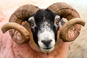 Horns Prints: Isle of Mull sheep, Scotland, United Kingdom, Europe