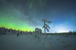 Lapland Prints: Isolated frozen trees in the snow under the Northern Lights (Aurora Borealis) in winter