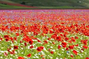 Italy, Umbria, Sibillini National Park, Blooming on plateau Piano Grande