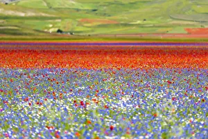 Plateau Prints: Italy, Umbria, Sibillini National Park, Blooming on plateau Piano Grande
