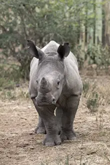 Staring Prints: Ithuba, white rhino calf (Ceratotherium simum) orphaned by poaching