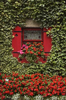Geraniums Prints: Ivy covered cottage, Town of Borris, County Carlow, Leinster, Republic of Ireland, Europe
