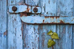 Barn Prints: Ivy (Hedera sp) growing on old barn door, Scotland, United Kingdom, Europe