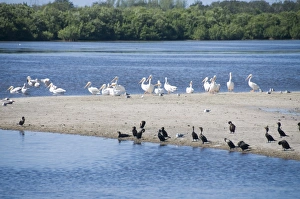 Pelicans Prints: J. N. Ding Darling Wildlife Reserve, Sanibel Island, Gulf Coast