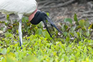 Brazilian Prints: Jabiru (Jabiru mycteria) fishing and harassed by mosquitos, Pantanal, Mato Grosso