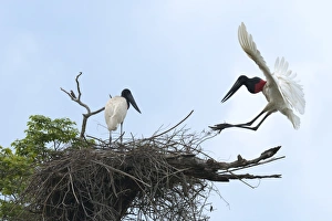 Pantanal Prints: Jabiru (Jabiru mycteria) in flight over its nest, Pantanal, Mato Grosso, Brazil