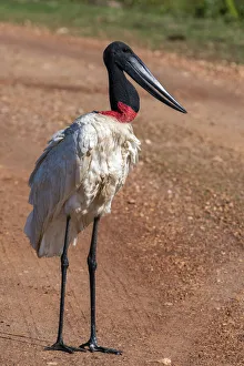 Pantanal Prints: Jabiru stork (Jabiru mycteria), Pantanal, Mato Grosso do Sul, Brazil, South America
