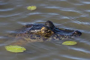 Pantanal Prints: Jacare caiman (Caiman yacare), Pantanal, Mato Grosso do Sul, Brazil, South America