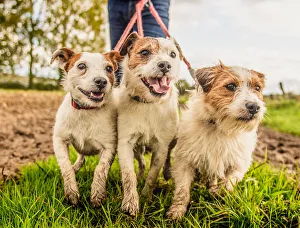 Canine Prints: Jack Russell on a lead, United Kingdom, Europe