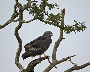 Buzzard Prints: Jackal buzzard (Buteo rufofuscus), Addo Elephant National Park, South Africa, Africa