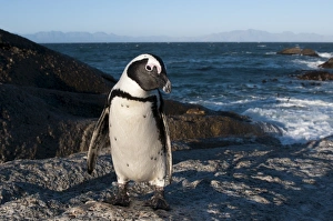 Images Dated 23rd April 2010: Jackass penguin (Speniscus demersus) (African penguin), Boulders Beach