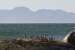 Images Dated 24th April 2010: Jackass penguins (Speniscus demersus), Boulders Beach, Cape Town, South Africa, Africa
