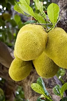 Images Dated 17th October 2007: Jackfruit on tree, Ayuthaya, Thailand, Southeast Asia, Asia