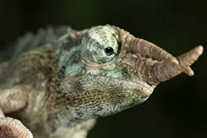 Green Colour Prints: Jacksons Chameleon (Rhinoceros Chameleon) (Trioceros jacksonii), captive, Madagascar