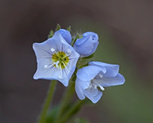 Wild Flowers Prints: Jacobs Ladder (Polemonium pulcherrimum), Gunnison National Forest